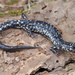 Plethodon kisatchie - Photo 由 Jake Scott 所上傳的 (c) Jake Scott，保留所有權利