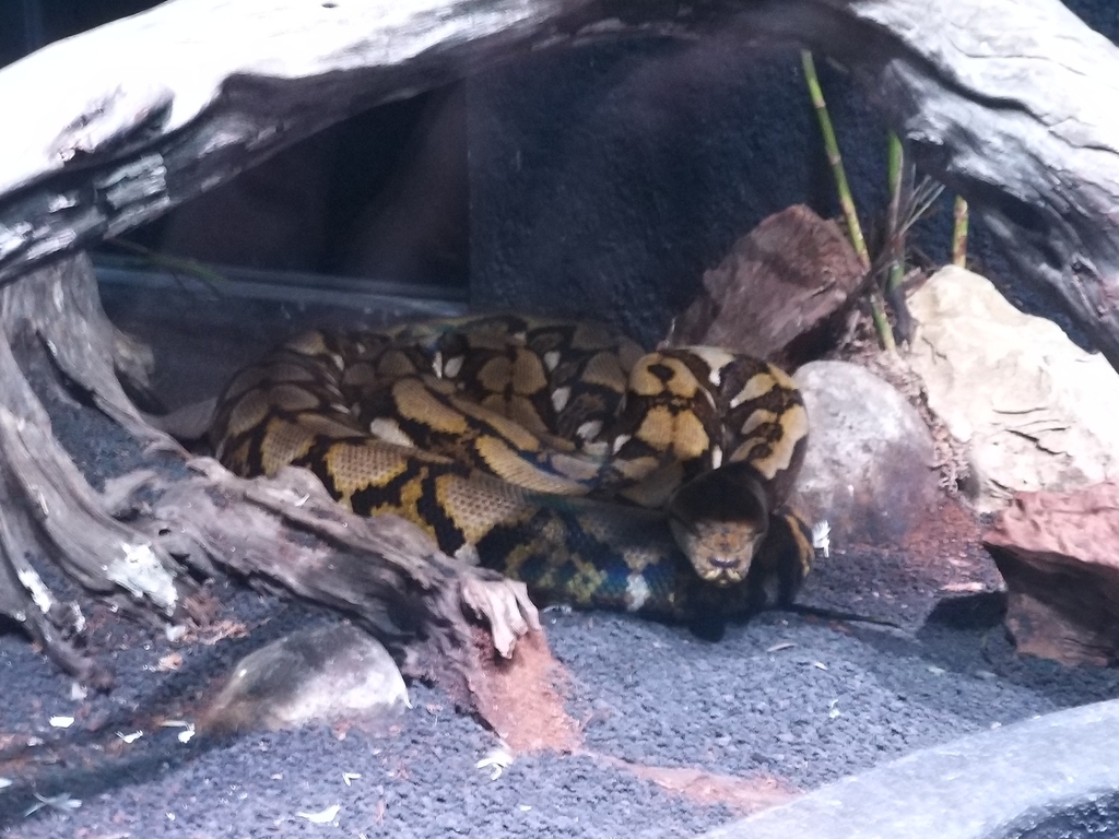 Large Reticulated Python In Indonesia Reticulated Python from MWW2+F9P, Ceger, Cipayung, East Jakarta City ...