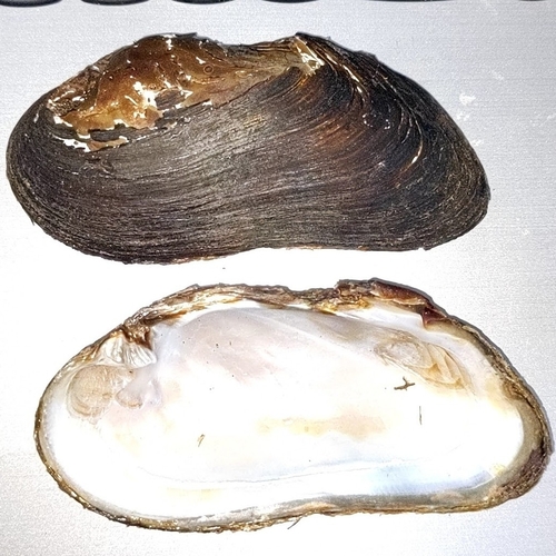 Japanese Freshwater Pearl Mussel