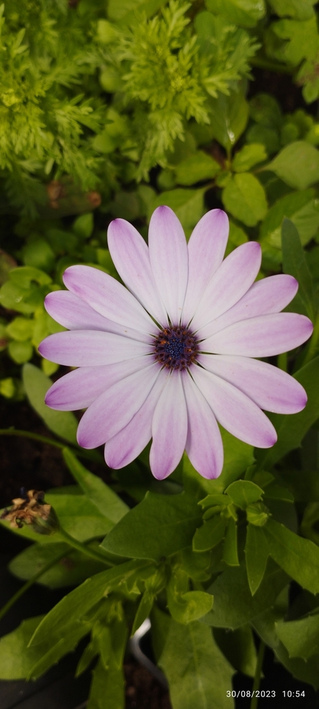 Afro-Australian daisies on August 30, 2023 at 10:54 AM by Alexandra ...