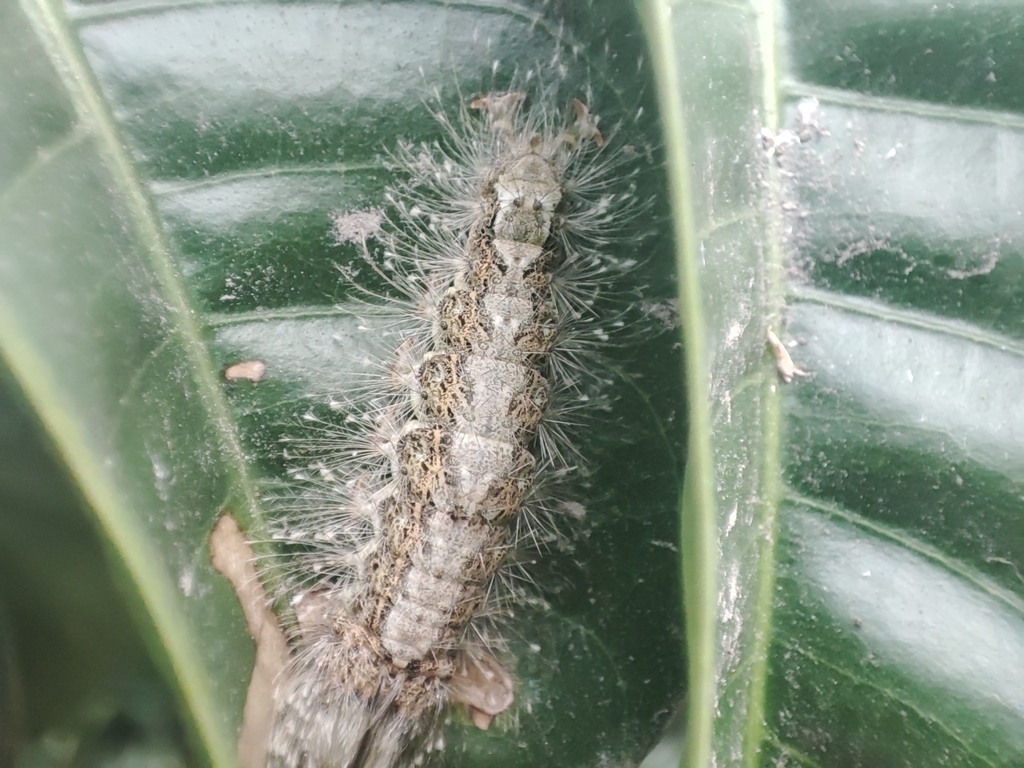 Tussock Moths In January 2024 By Saka INaturalist   Large 