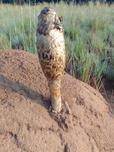 Podaxis termitophilus