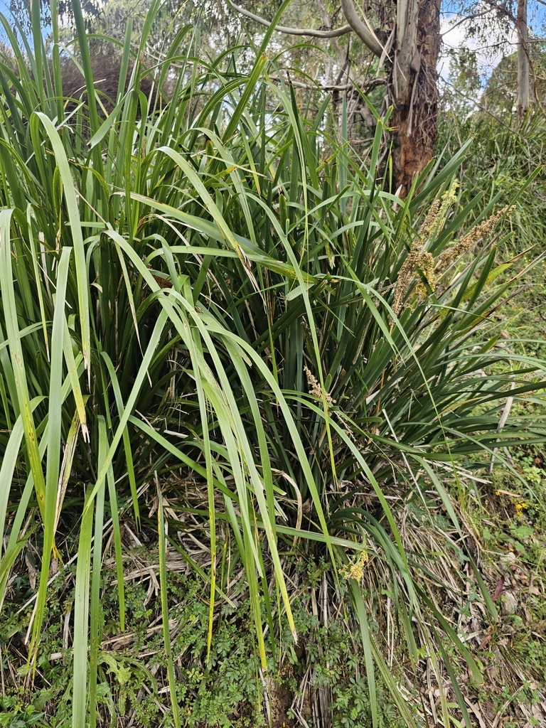 Spiny-headed Mat-rush from Mount Stirling Alpine Resort, Australian ...