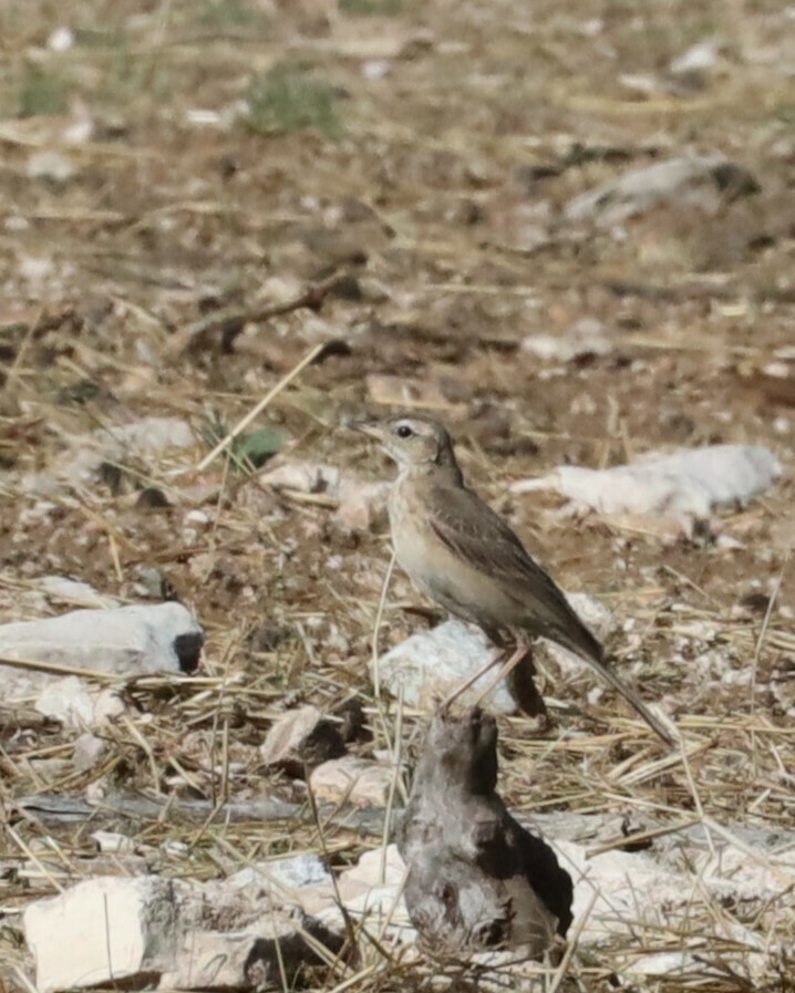 African Pipit from Otjozondjupa Region, Namibia on November 21, 2023 at ...