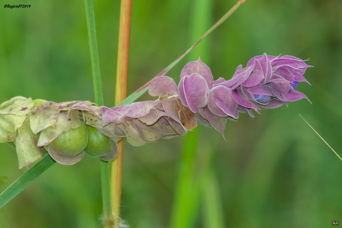 Scurvy Sunbell (Tinnea antiscorbutica)