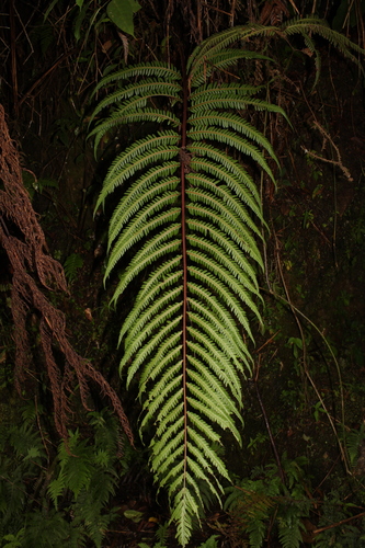 Woodwardia auriculata