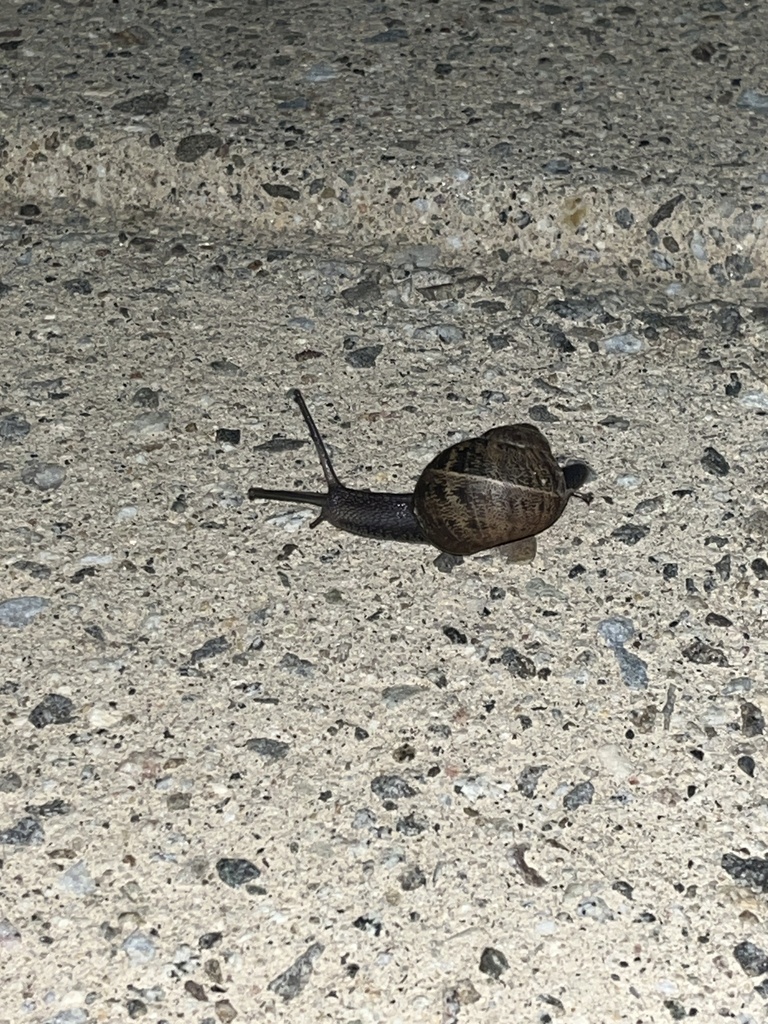 Garden Snail from San José State University, San Jose, CA, US on ...