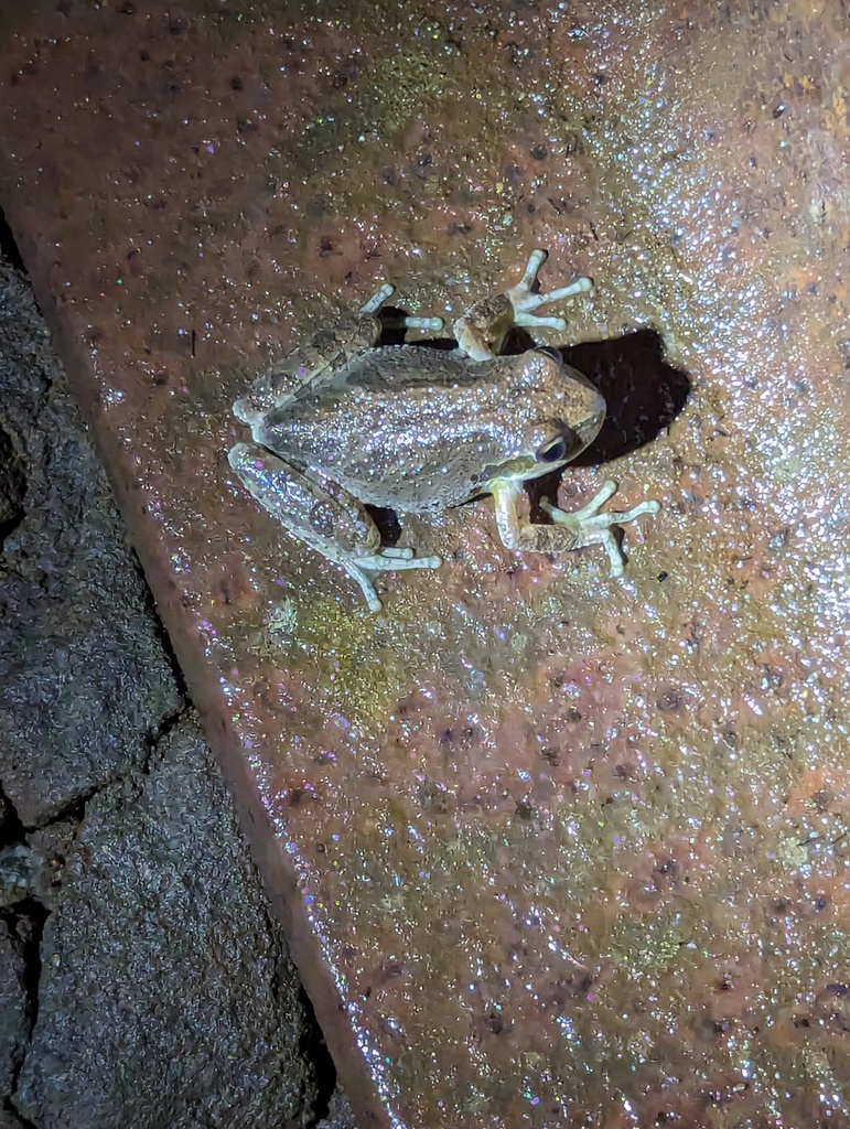 Sierran Tree Frog in January 2024 by Zeev NG · iNaturalist