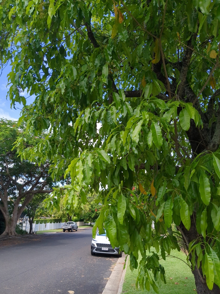 plants from East Ipswich QLD 4305, Australia on January 12, 2024 at 01