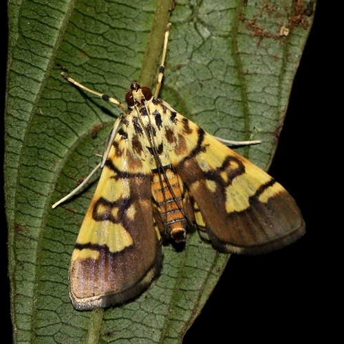 Lygropia distorta Moore