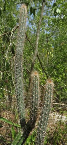 Pilosocereus gaumeri
