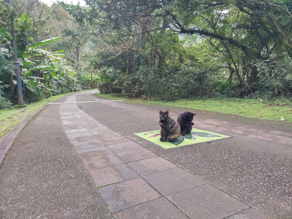 Domestic Cat On January 16 2024 At 02 14 PM By Chi Chiu INaturalist   Large 