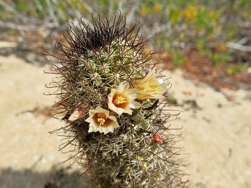Los Cabos Nipple Cactus