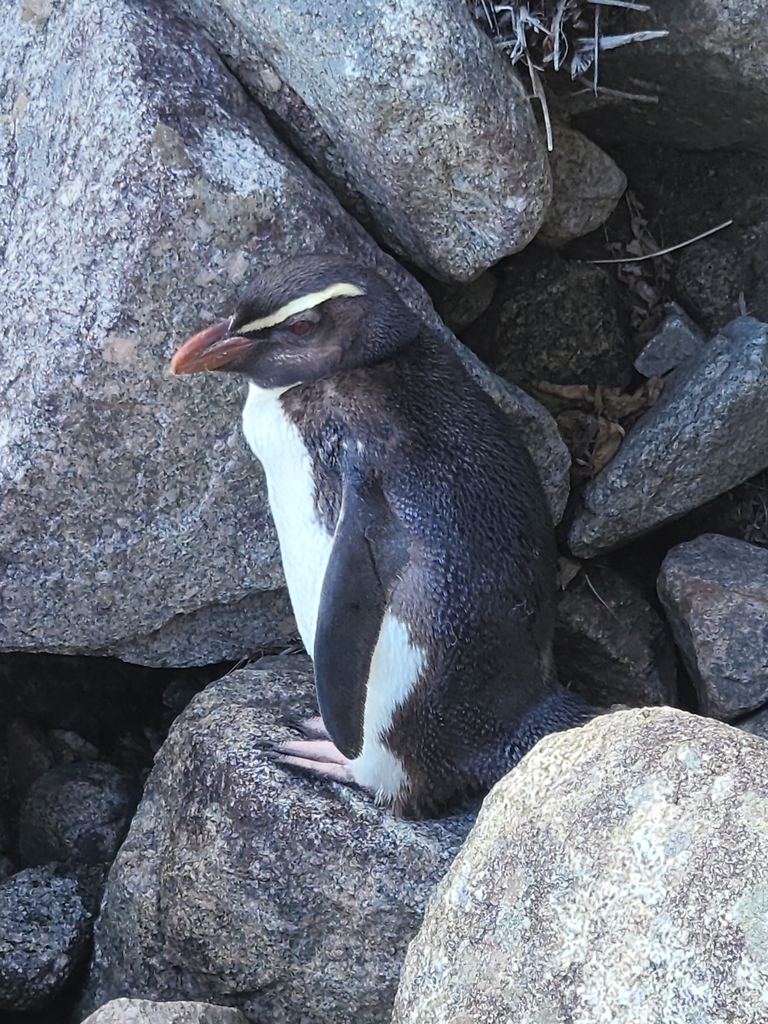 Fiordland Penguin In January 2024 By Kathyombler Spotted Today At   Large 