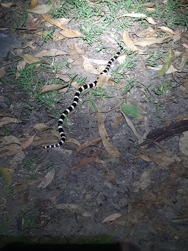 Eastern Bandy Bandy sighting