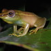 Fantastic Reed Frog - Photo (c) Gregor Jongsma, all rights reserved, uploaded by Gregor Jongsma