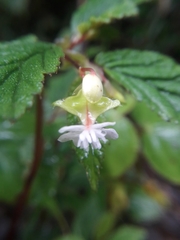 Image of Begonia urticae