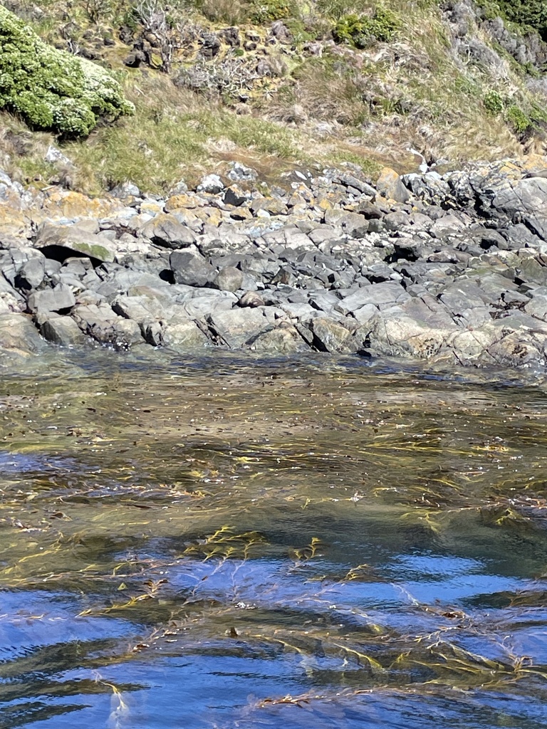 Eared Seals In January 2024 By Dussan Klaric INaturalist   Large 