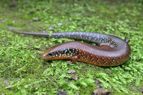 Ateuchosaurus chinensis