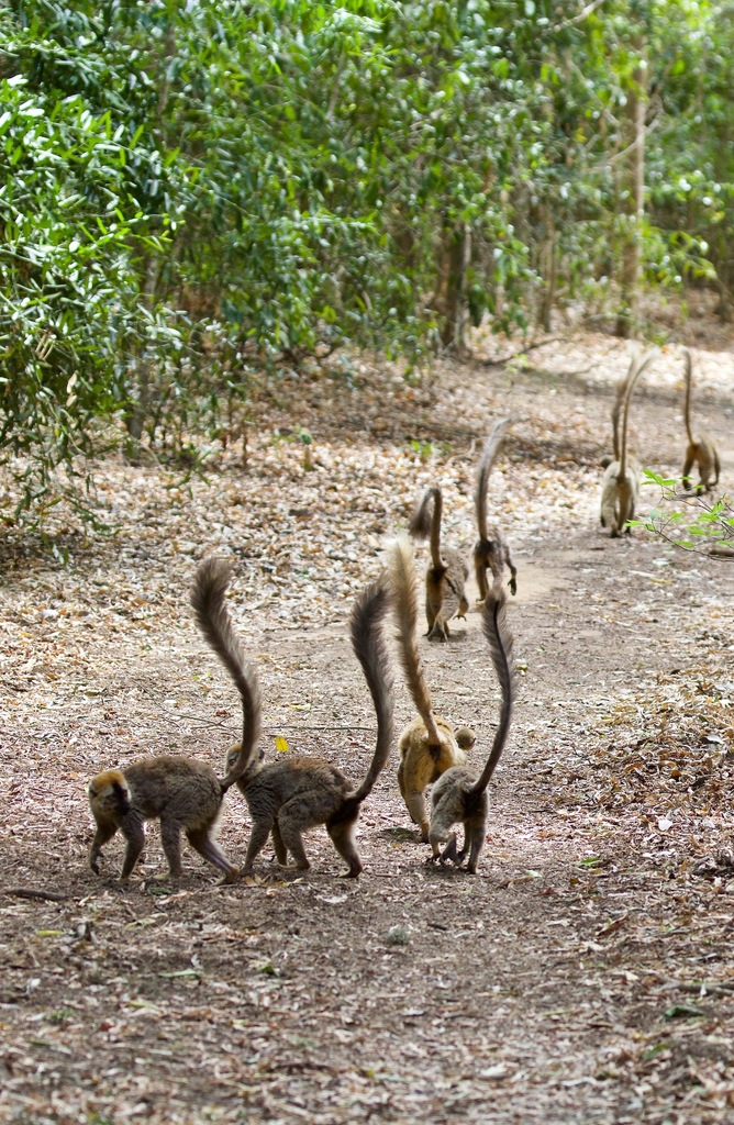 Rand Rudland Berenty Brown Lemur in November 2017 by Rand Rudland · iNaturalist