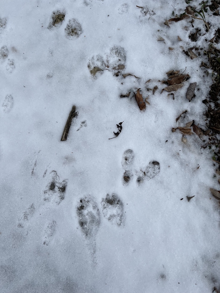 Mammals from Upper Cold River Rd, Cuttingsville, VT, US on January 5 ...