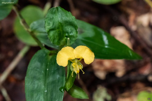 Commelina africana L.