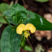 African Yellow Dayflower - Photo (c) Rogério Ferreira, all rights reserved, uploaded by Rogério Ferreira