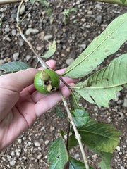 Psidium guajava image