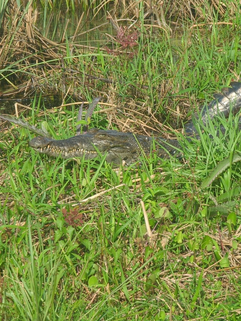 American Crocodile In January 2024 By Benjamin James Weber INaturalist   Large 