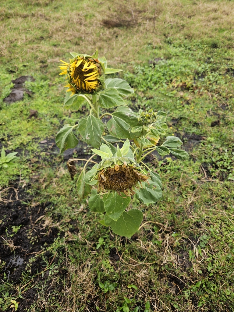 sunflowers from Lakeland, FL 33809, USA on January 16, 2024 at 0214 PM by Nick Langlois