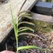 Carex alligata - Photo 由 Neil Vinson 所上傳的 (c) Neil Vinson，保留所有權利