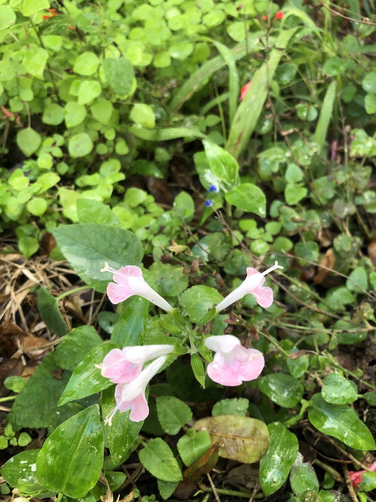 Tropical Sage In January 2024 By Nasp508 INaturalist   Large 