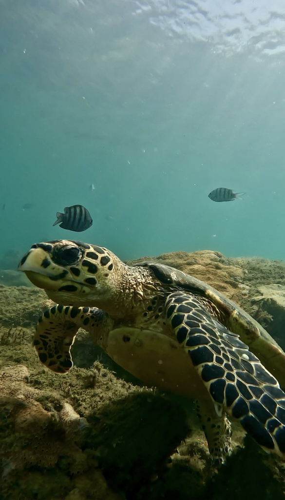 Hawksbill Sea Turtle In January 2024 By Larissa Uema Esp Cime Avistado   Large 