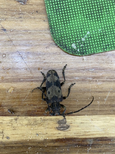 Baraeus orientalis