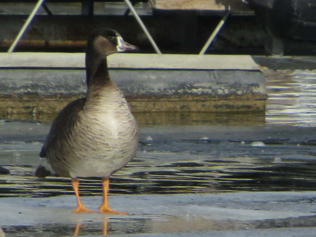 Black Geese × Grey Geese from Cherry Creek State Park, 4201 S Parker Rd