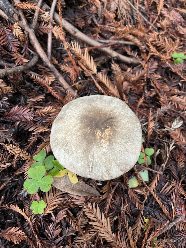 field and button mushrooms from UC Santa Cruz, Santa Cruz, CA, US on