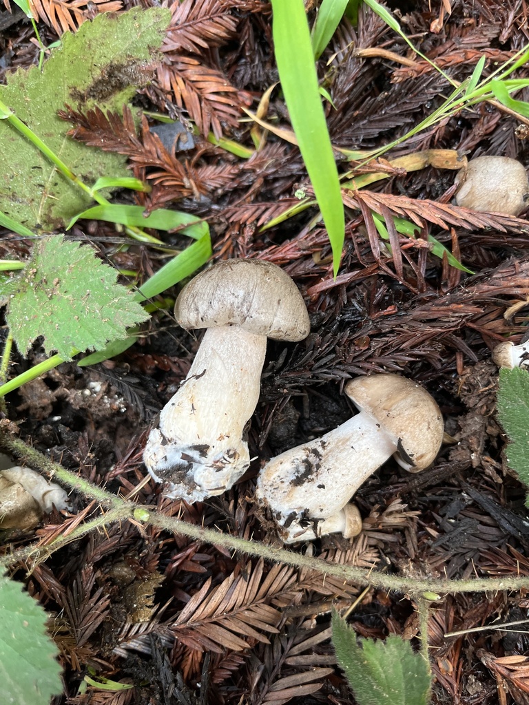 Common Gilled Mushrooms and Allies from UC Santa Cruz, Santa Cruz, CA