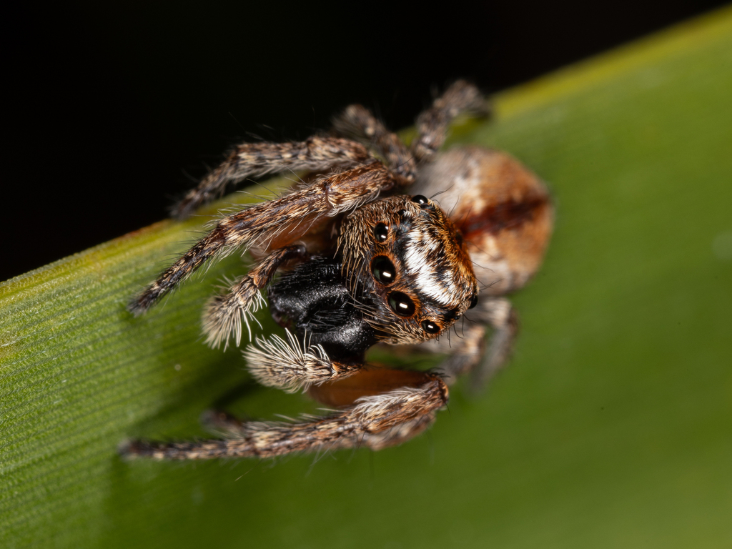 Servaea from Scamander, Tasmania, Australia on November 13, 2023 at 04: ...