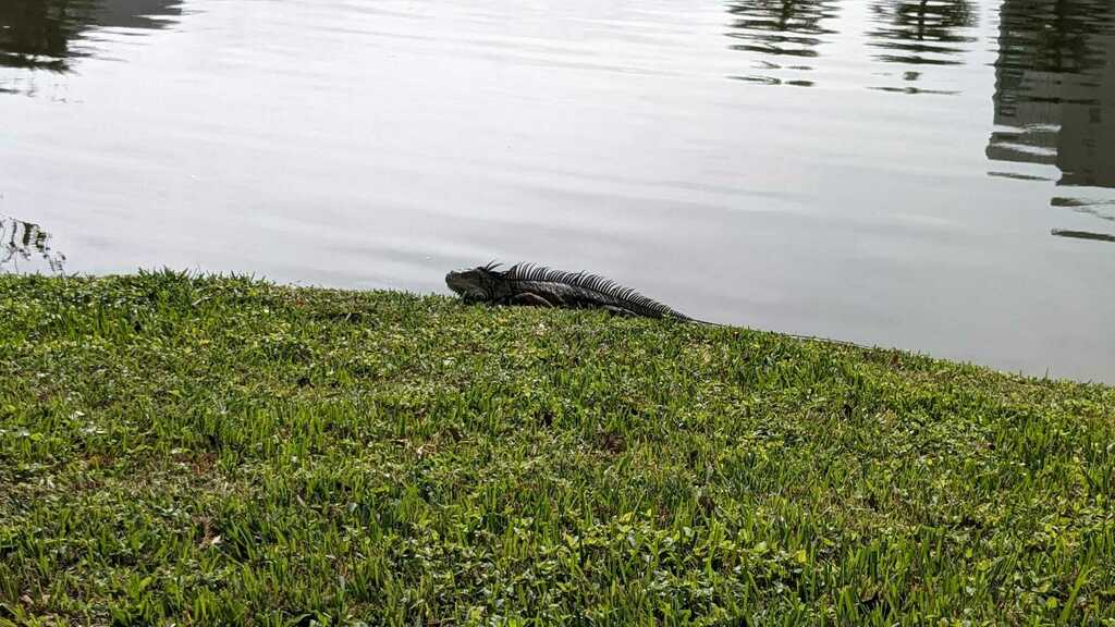 Green Iguana From University Park FL USA On January 10 2024 At 02 10   Large 