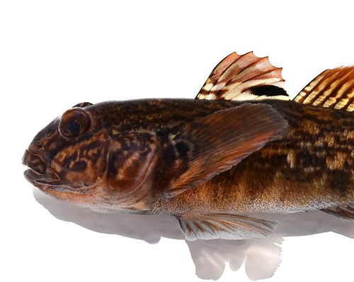 Round Goby