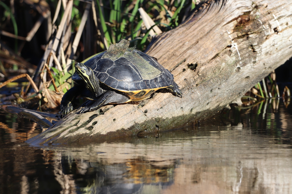 Cooters from Wakulla County, FL, USA on January 6, 2023 at 09:06 AM by ...