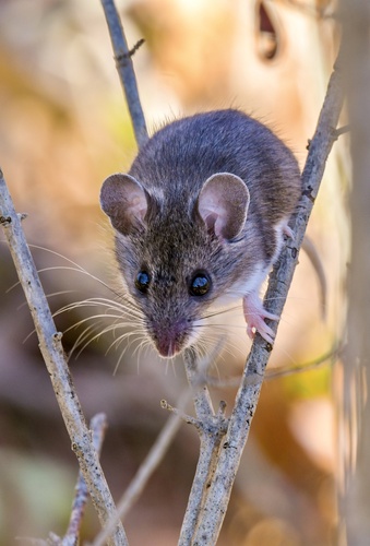 White-footed Mouse