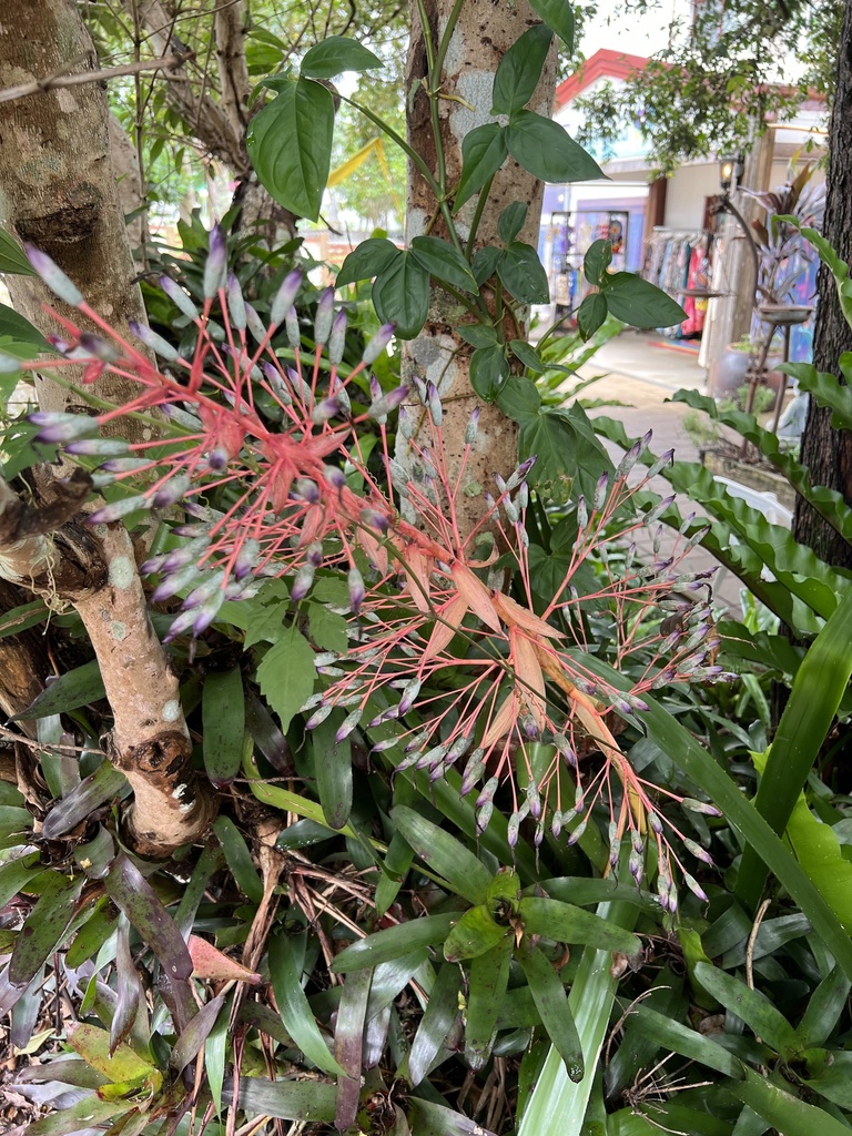 plants from Tamborine Mountain Gallery Walk, Tamborine Mountain, QLD