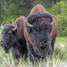 Bison bison - Photo (c) Daniel Garza Tobón, כל הזכויות שמורות, הועלה על ידי Daniel Garza Tobón