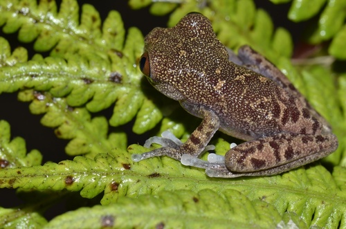 Litoria disrupta