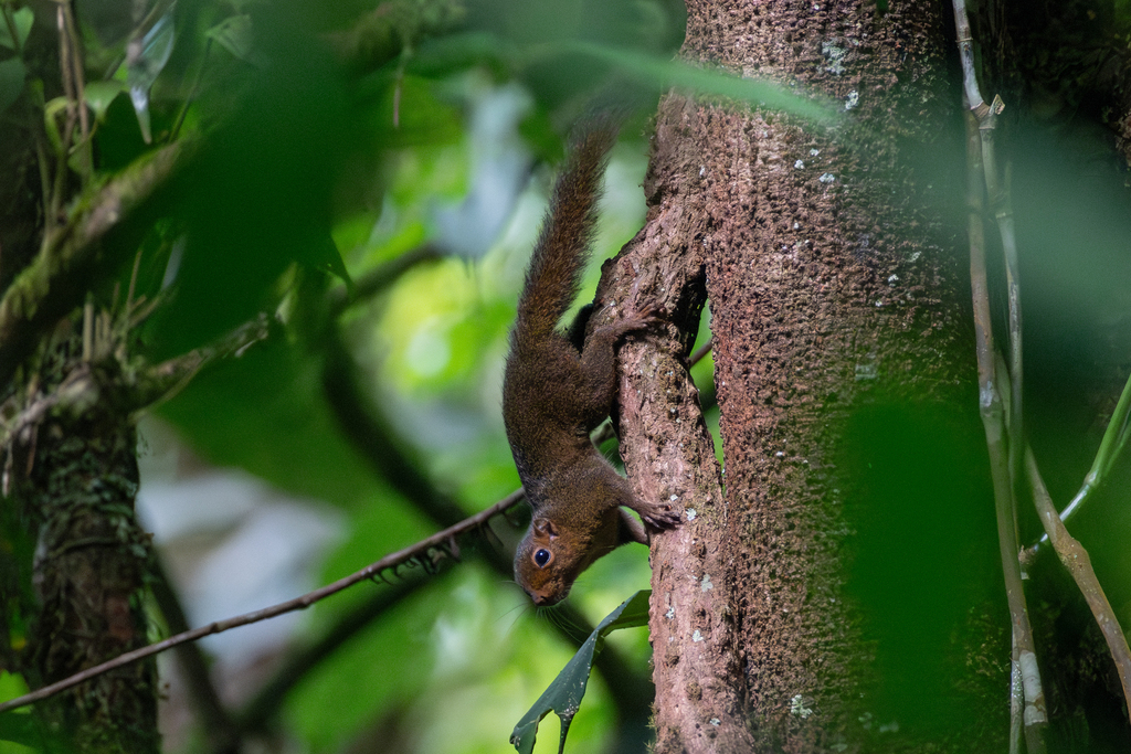 Central American Dwarf Squirrel from Limón Province, Guapiles, Costa