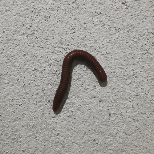 Rusty Millipede