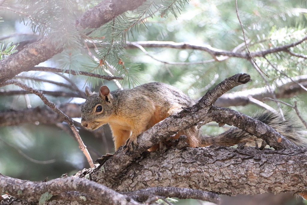 Chiricahua Fox Squirrel from Cochise County, AZ, USA on August 8, 2023 ...