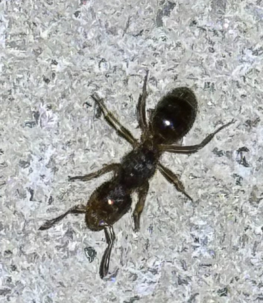 Citronella Ants In January 2024 By Arising Under INaturalist   Large 