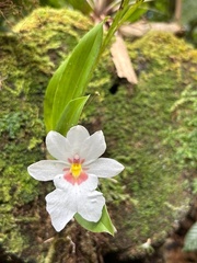 Miltoniopsis warscewiczii image